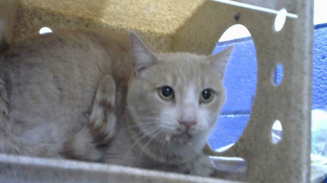 SCOTTS - Domestic Short Hair available for adoption