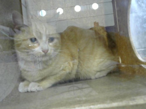 RUNNER - Domestic Medium Hair available for adoption