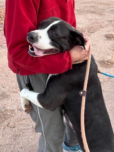 SOPHIE - American Pit Bull Terrier available for adoption