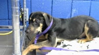 ROWDY - Photo 1