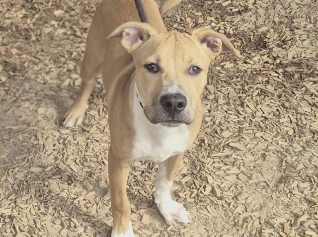 SCRAPPY - Pit Bull Terrier available for adoption