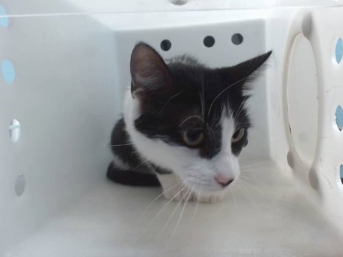 DAIRY QUEEN - Domestic Short Hair for adoption in Albuquerque