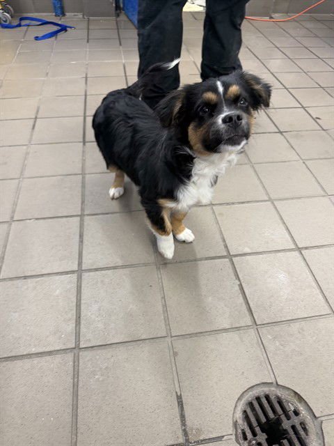 BRANDY - Australian Shepherd available for adoption