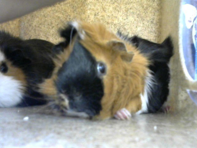 WINNIE - Guinea Pig available for adoption
