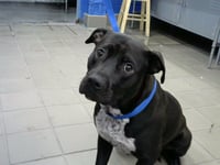 FENRIR - Photo 1