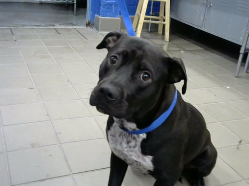 FENRIR - American Pit Bull Terrier available for adoption