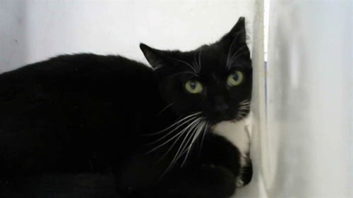 OREO - Domestic Short Hair available for adoption
