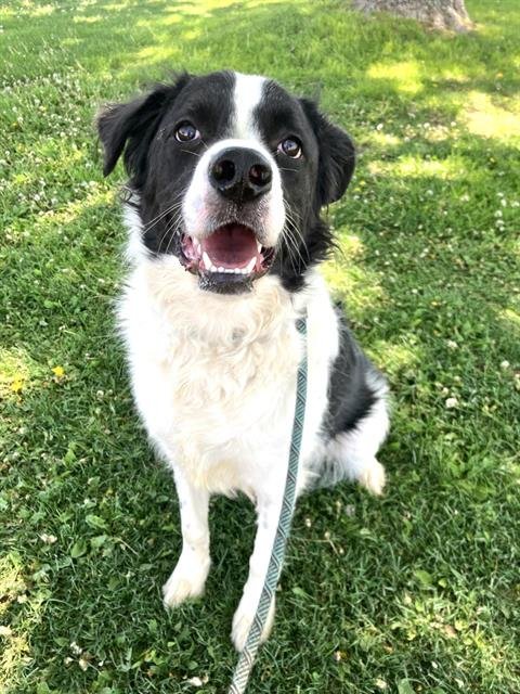 HANDSOME - Great Pyrenees / Border Collie available for adoption