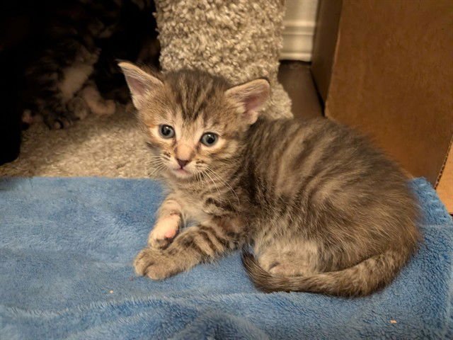 AGETHA - Domestic Short Hair available for adoption