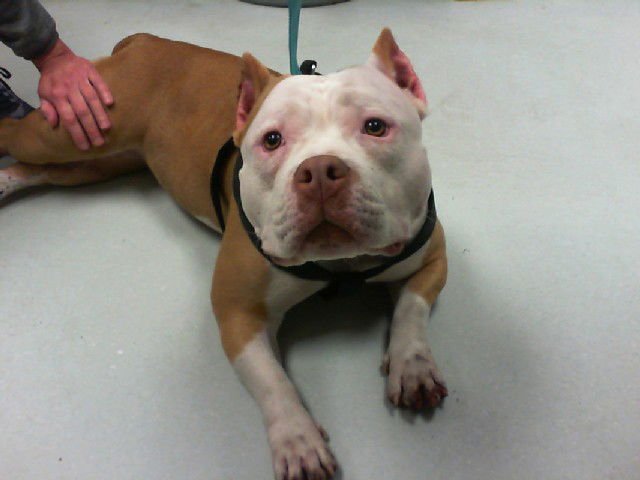 CHEESECAKE - Pit Bull Terrier available for adoption