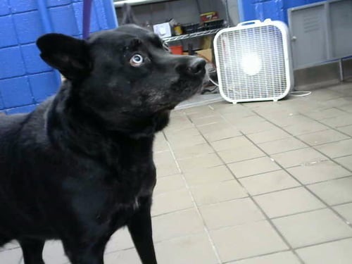 ATHENA - Akita available for adoption