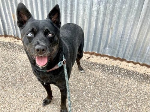 ATHENA - Australian Cattle Dog/Blue Heeler available for adoption