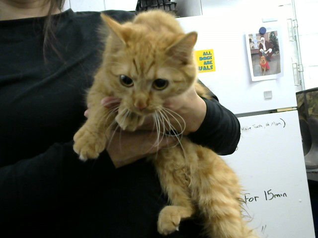 SIMBA - Domestic Medium Hair available for adoption