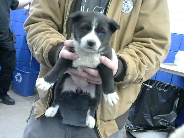 CHASTITY - Queensland Heeler available for adoption