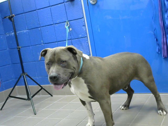 BANDIT - American Pit Bull Terrier available for adoption