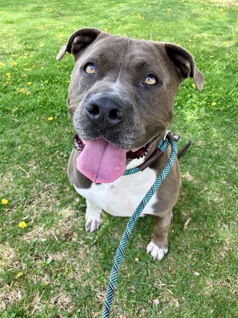 BANDIT - American Pit Bull Terrier available for adoption
