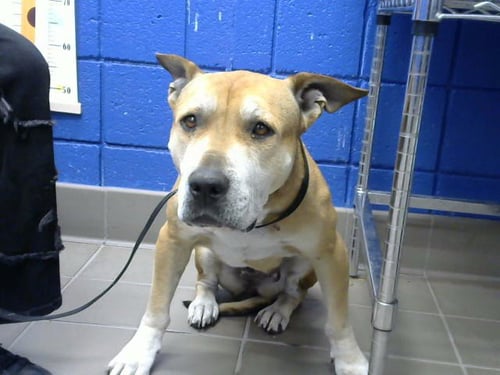 QUEENIE - Pit Bull Terrier available for adoption