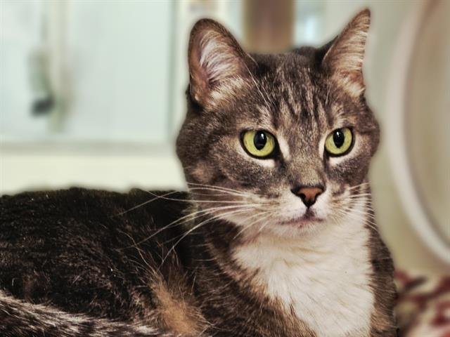 MIKAH - Domestic Short Hair for adoption in Albuquerque