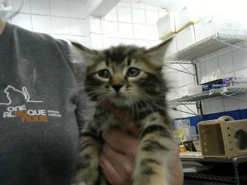 BETSY ROSS - Domestic Short Hair available for adoption