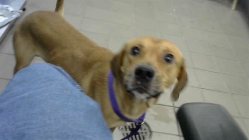 TAZ - Rhodesian Ridgeback available for adoption