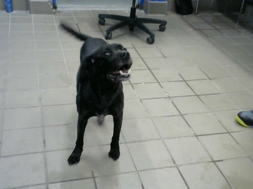 KAKAO - Labrador Retriever / Beagle available for adoption