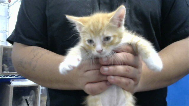 TOOTIE Image