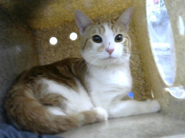 ZACK - Domestic Short Hair available for adoption