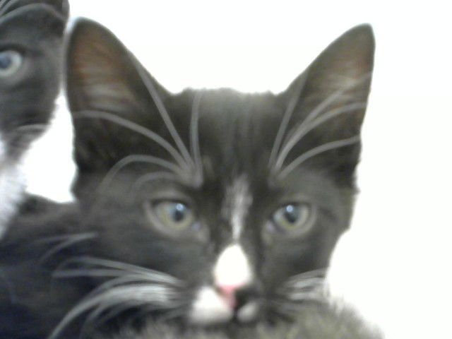 STARBURST - Domestic Medium Hair available for adoption