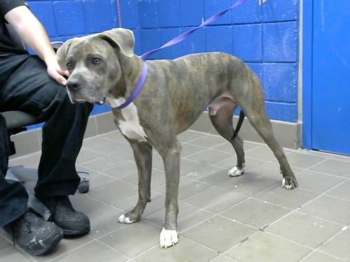 HOT ROD - American Pit Bull Terrier available for adoption