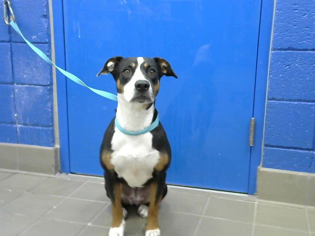 SHORTY - Bull Terrier / Australian Shepherd available for adoption