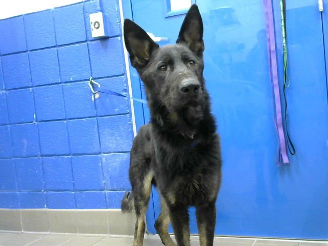 STICK - German Shepherd Dog available for adoption