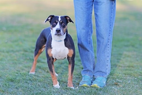 SHORTY - Bull Terrier / Australian Shepherd available for adoption