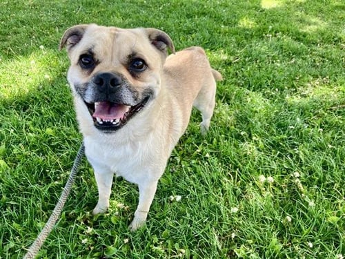 DUKE - Pug available for adoption