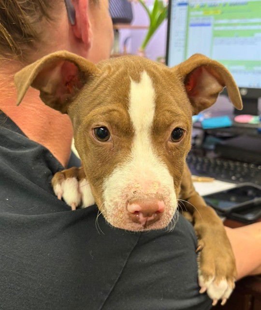 BOSCO - American Pit Bull Terrier available for adoption