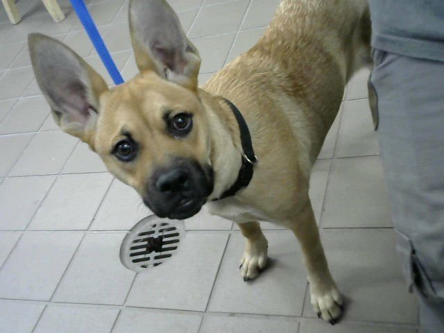 BABY BOY - Pug / Belgian Shepherd Malinois available for adoption