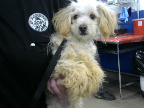 THEODOOR - Poodle (Miniature) available for adoption