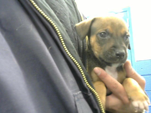 BRADLEY - Labrador Retriever / Pit Bull Terrier available for adoption