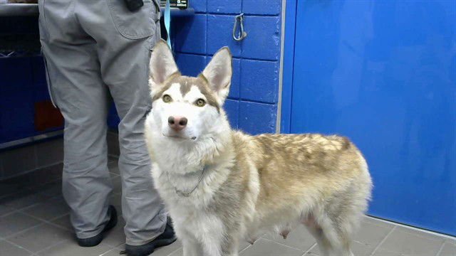 REBEL - Husky available for adoption