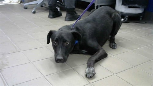 OREO - Labrador Retriever available for adoption