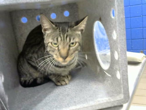 ARIES - Domestic Short Hair available for adoption