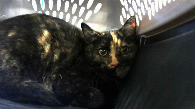 TINO - Domestic Short Hair available for adoption