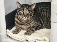 CLYDE - Photo 1
