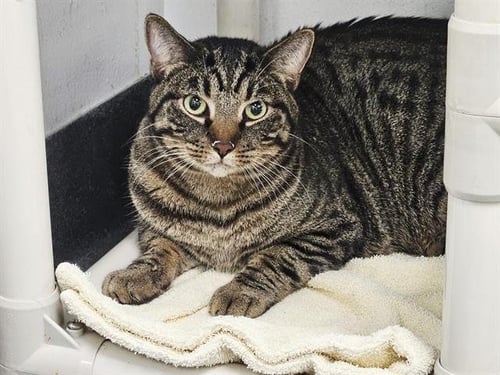 CLYDE - Domestic Medium Hair for adoption in Albuquerque