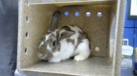 FURBOS - Photo 1