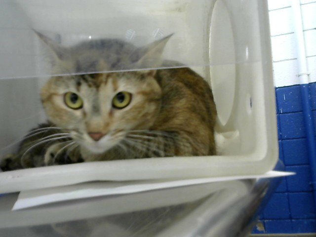 JENAI Image