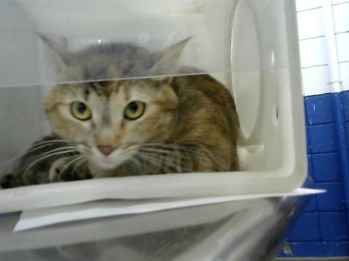 JENAI - Domestic Short Hair available for adoption