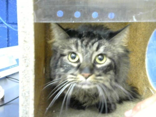 PORTHOS - Domestic Medium Hair for adoption in Albuquerque