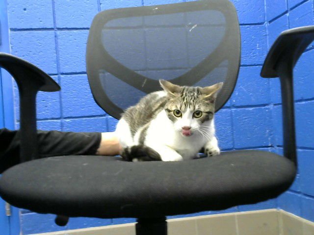 DUCK - Domestic Short Hair available for adoption