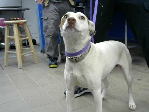 BUTTERFLY - Australian Cattle Dog/Blue Heeler available for adoption