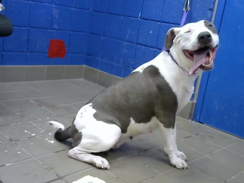 JOSAPHENA - American Pit Bull Terrier available for adoption